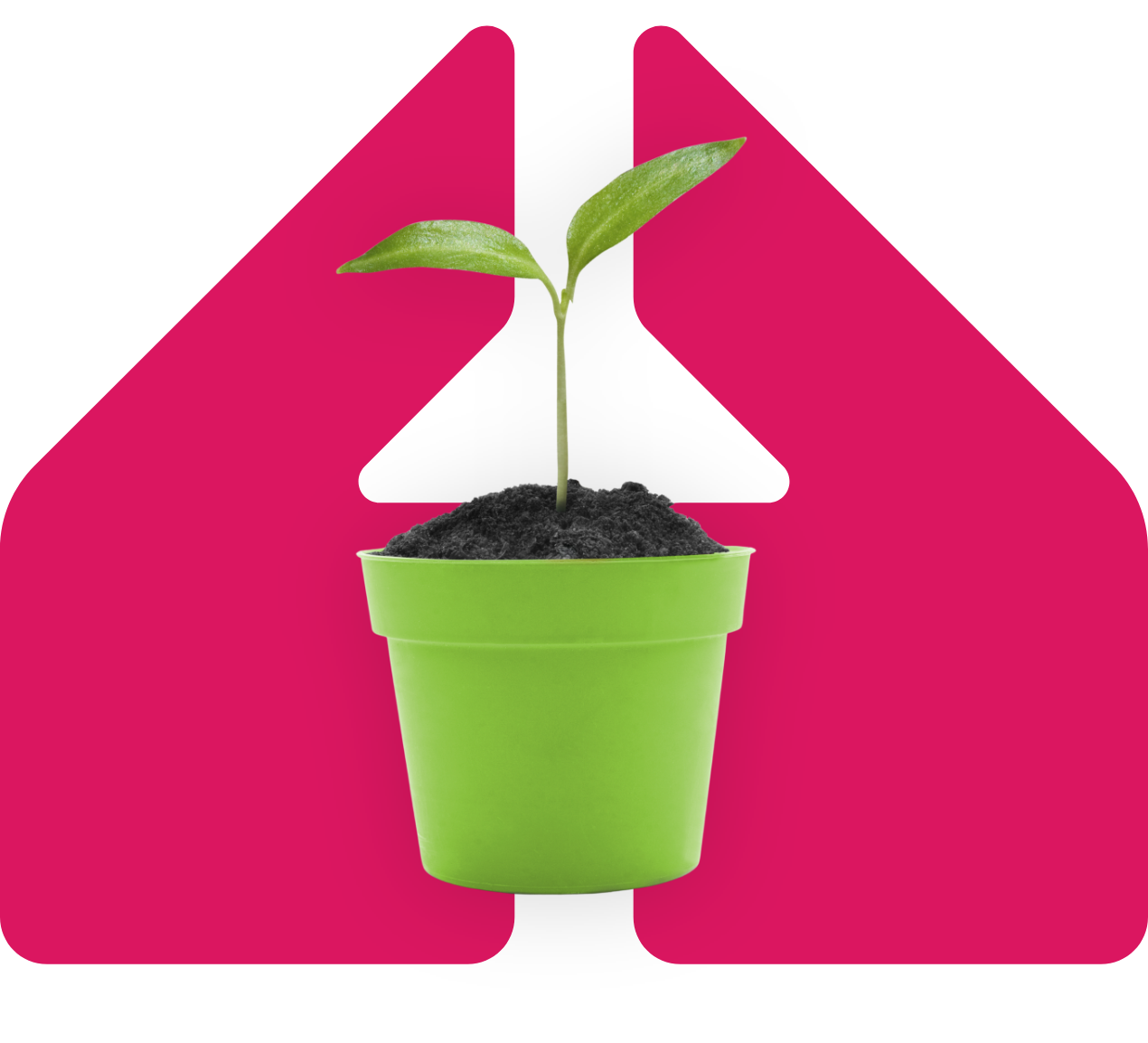 Image showing a plant